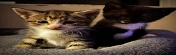 Domestic Shorthair cats for sale: Kittens for sale  in Harrogate - Advert 8