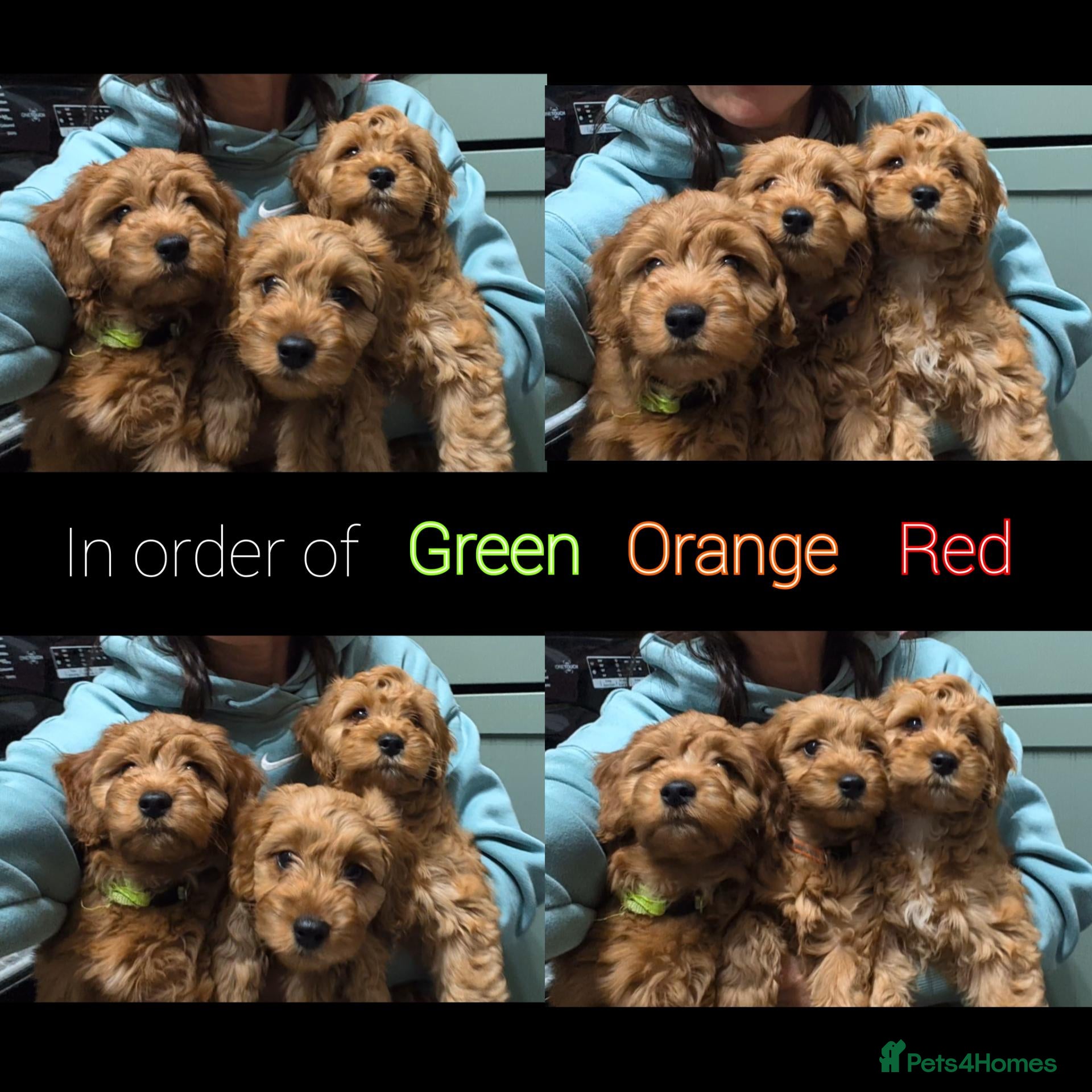 Cockapoo dogs READY NOW 3 x Red Cockapoo Girls For Sale - Advert 2