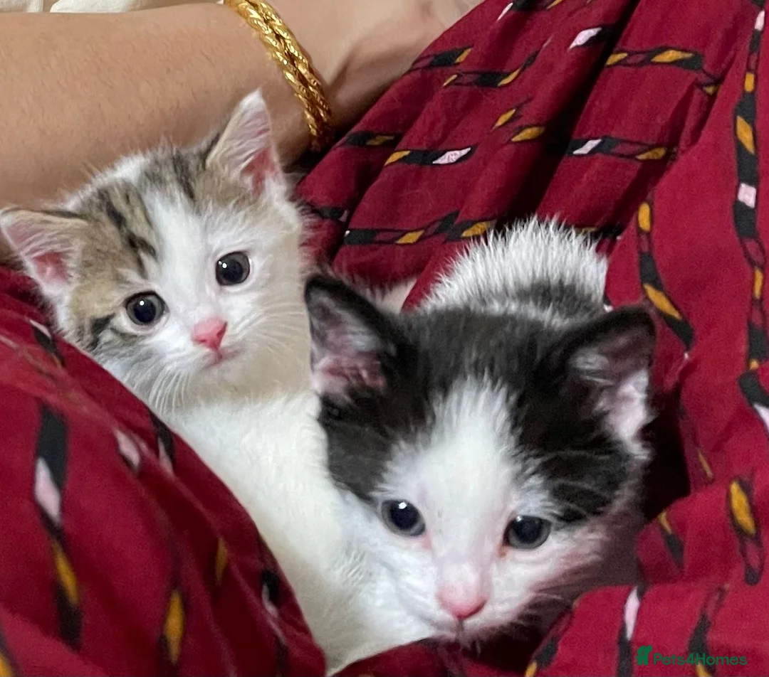 Mixed Breed cats for sale: Gorgeous, friendly, playful female kittens✨ - Advert 1