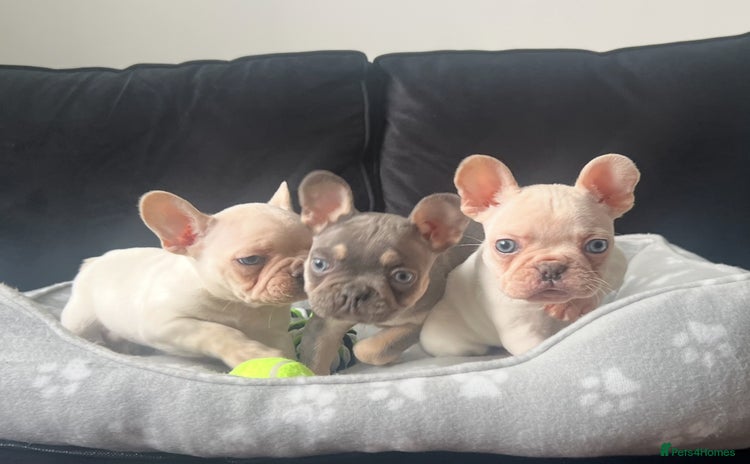 French Bulldog dogs - Advert 1