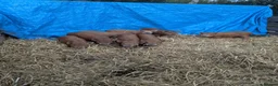 Pig livestock for sale: Juilana mini piglets  - Advert 3
