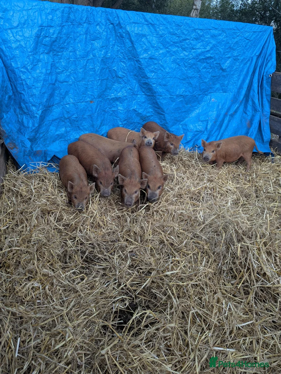Pig livestock for sale: Juilana mini piglets  - Advert 3