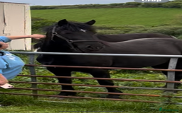 Welsh Section D horses for sale: Section D beautiful Black Mare Magic - Image 28