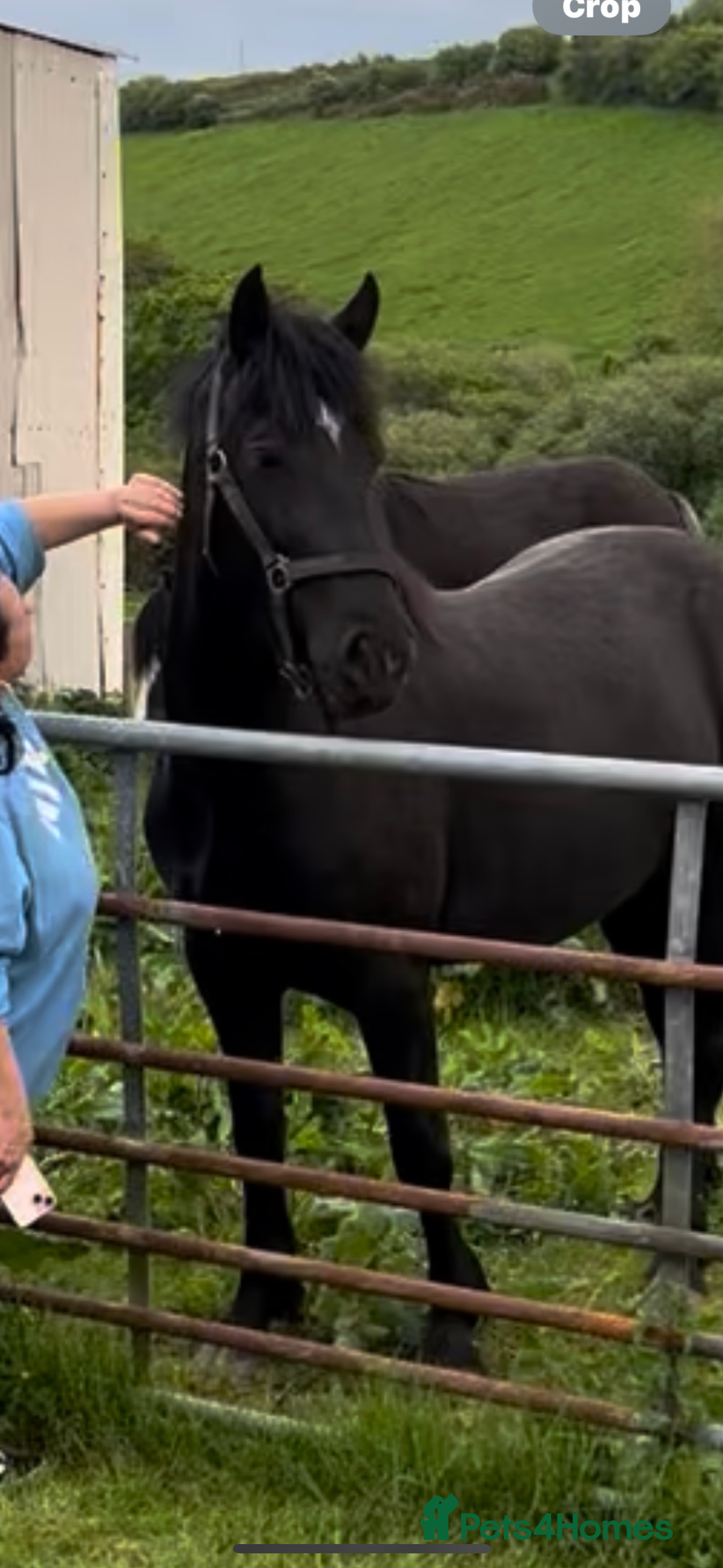 Welsh Section D horses for sale: Section D beautiful Black Mare Magic - Image 28