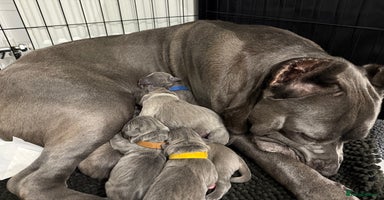 Cane Corso dogs - Advert 4