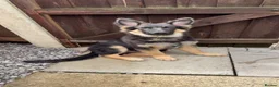 German Shepherd dogs for sale: 8 month old  - Advert 3