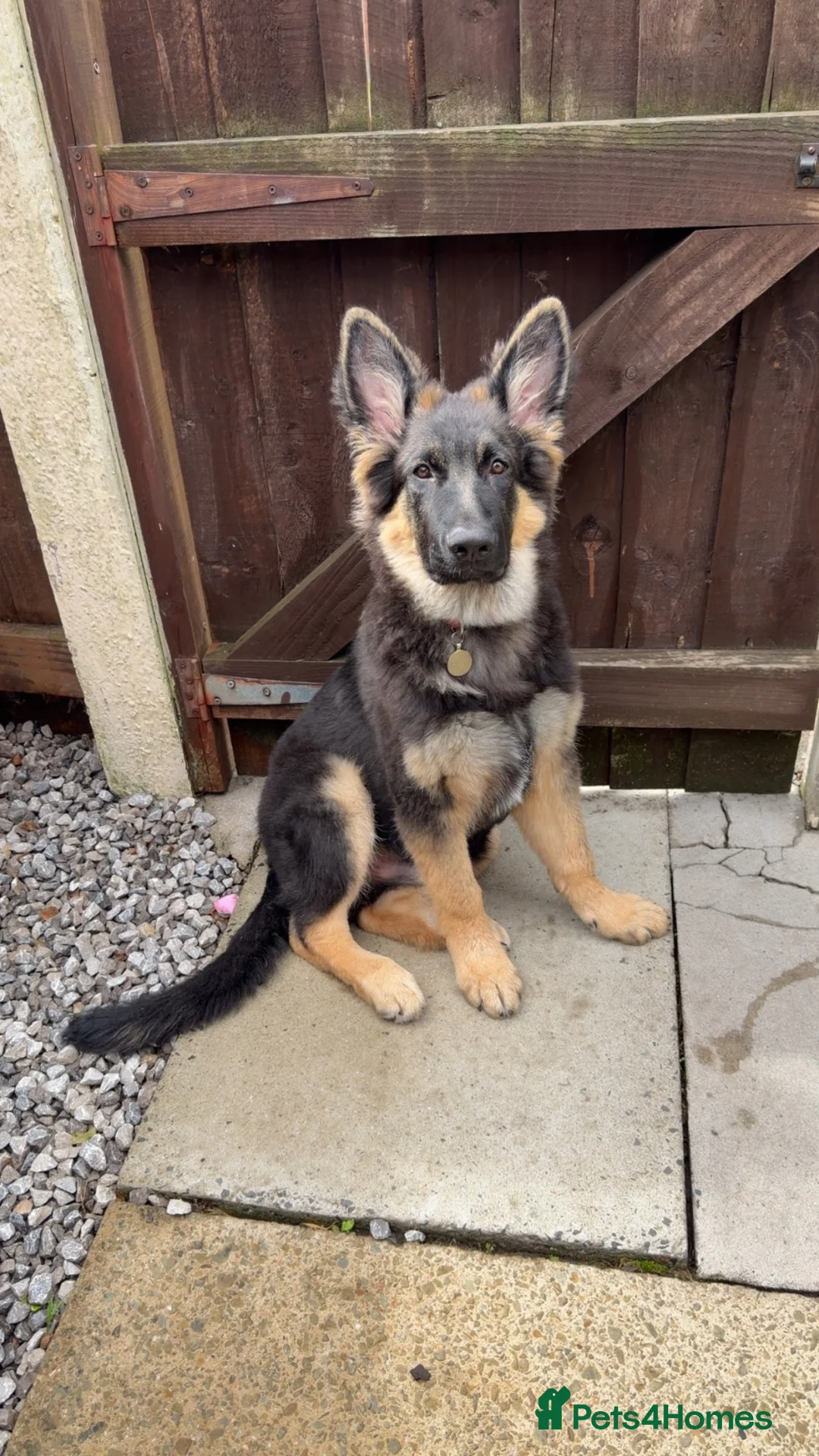 German Shepherd dogs for sale: 8 month old  - Advert 3