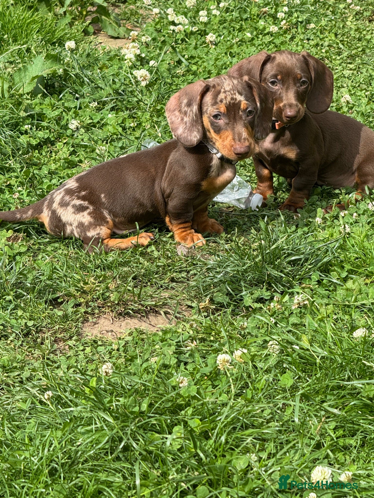 Miniature Dachshund dogs Last Beautiful Pedigree Miniature Dachshund - Advert 16