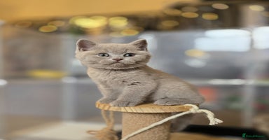 British Shorthair cats - Advert 6