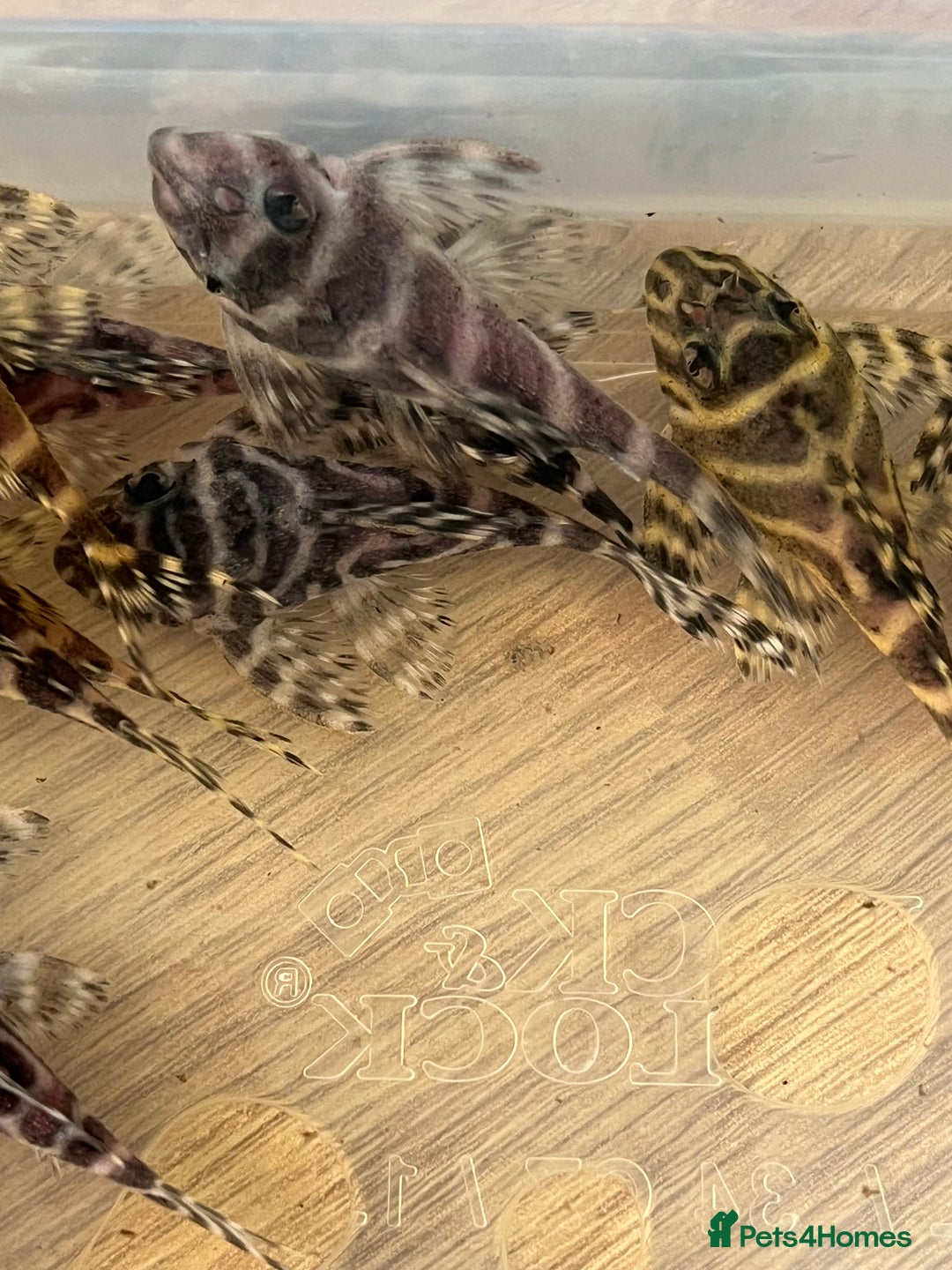 Plecos fish for sale: L333 King Tiger Plecos.  - Image 7
