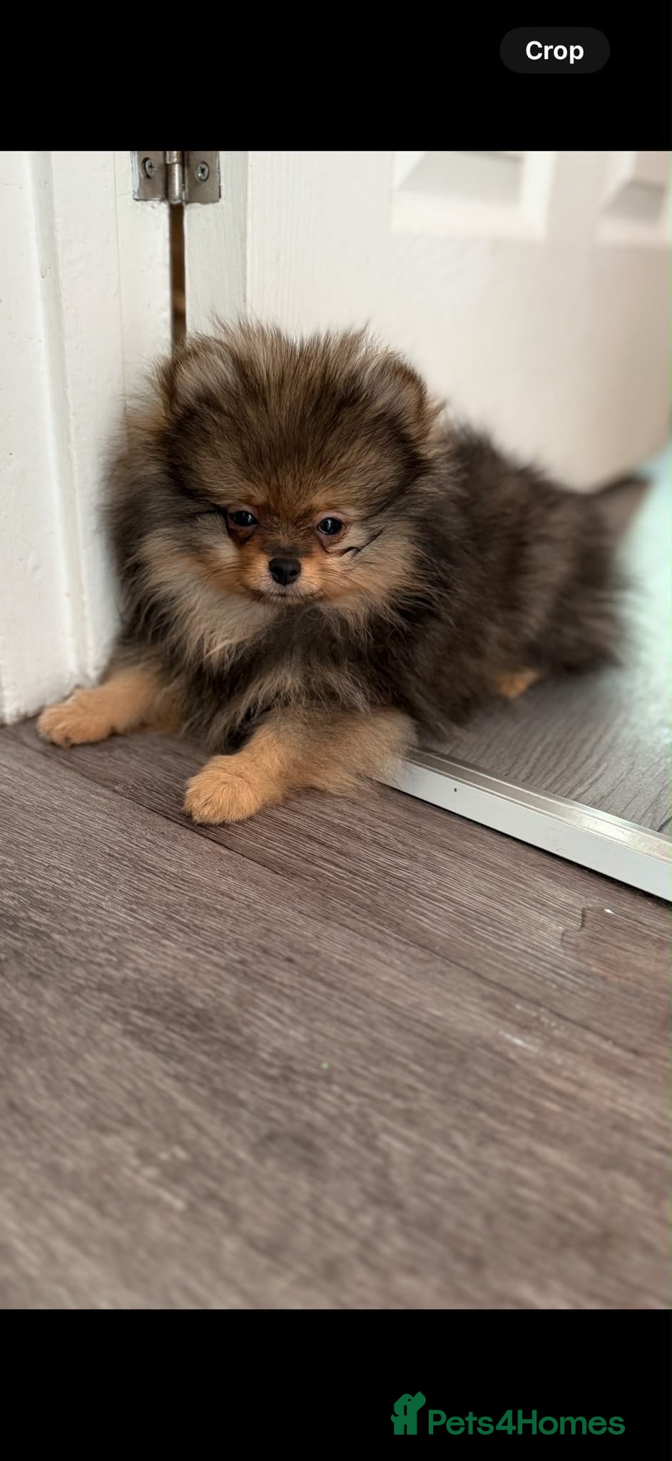 Pomeranian dogs Pomeranian. One teddy face girl available  - Advert 1