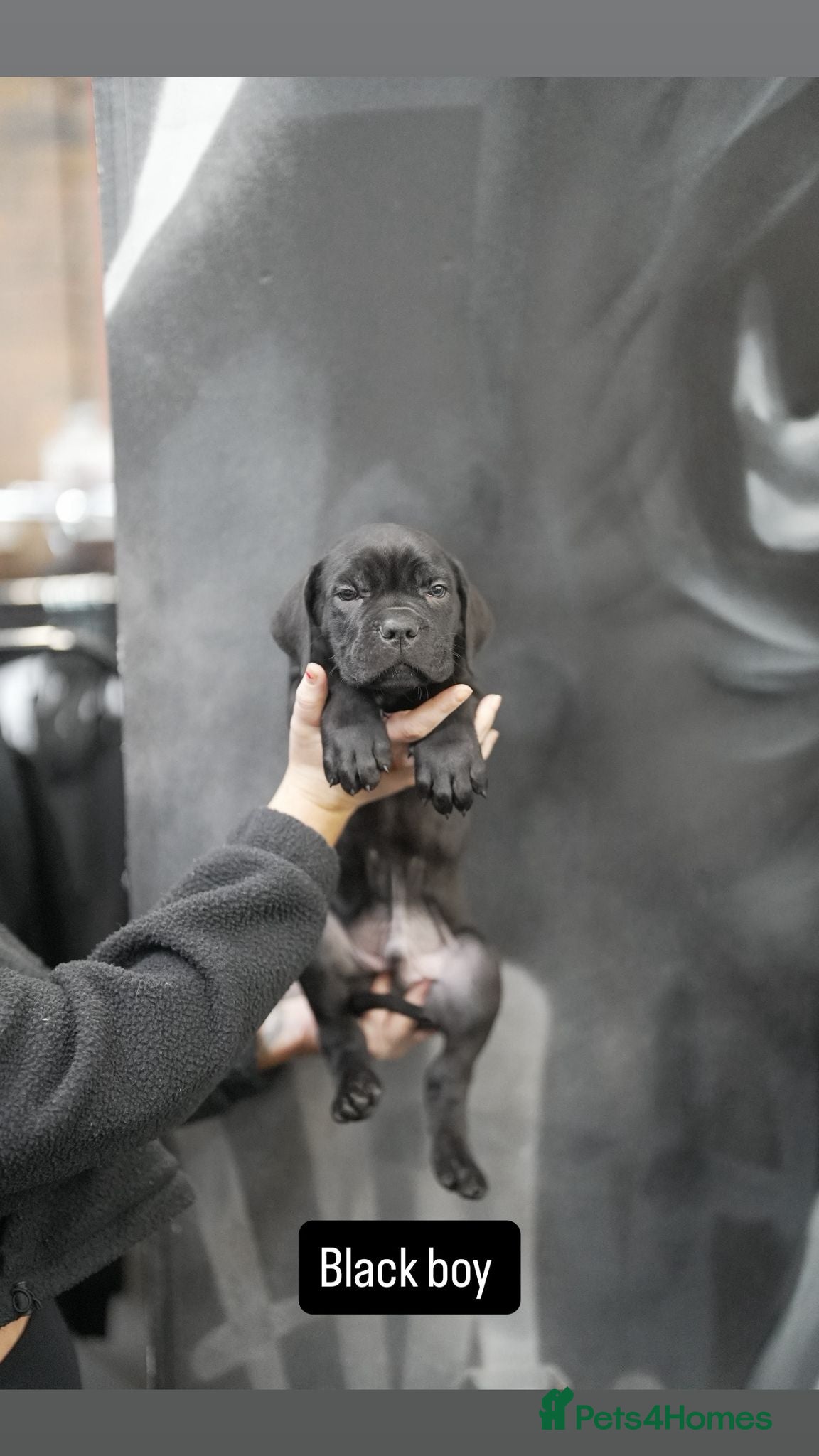 Cane Corso dogs Cane corso pups  - Advert 4