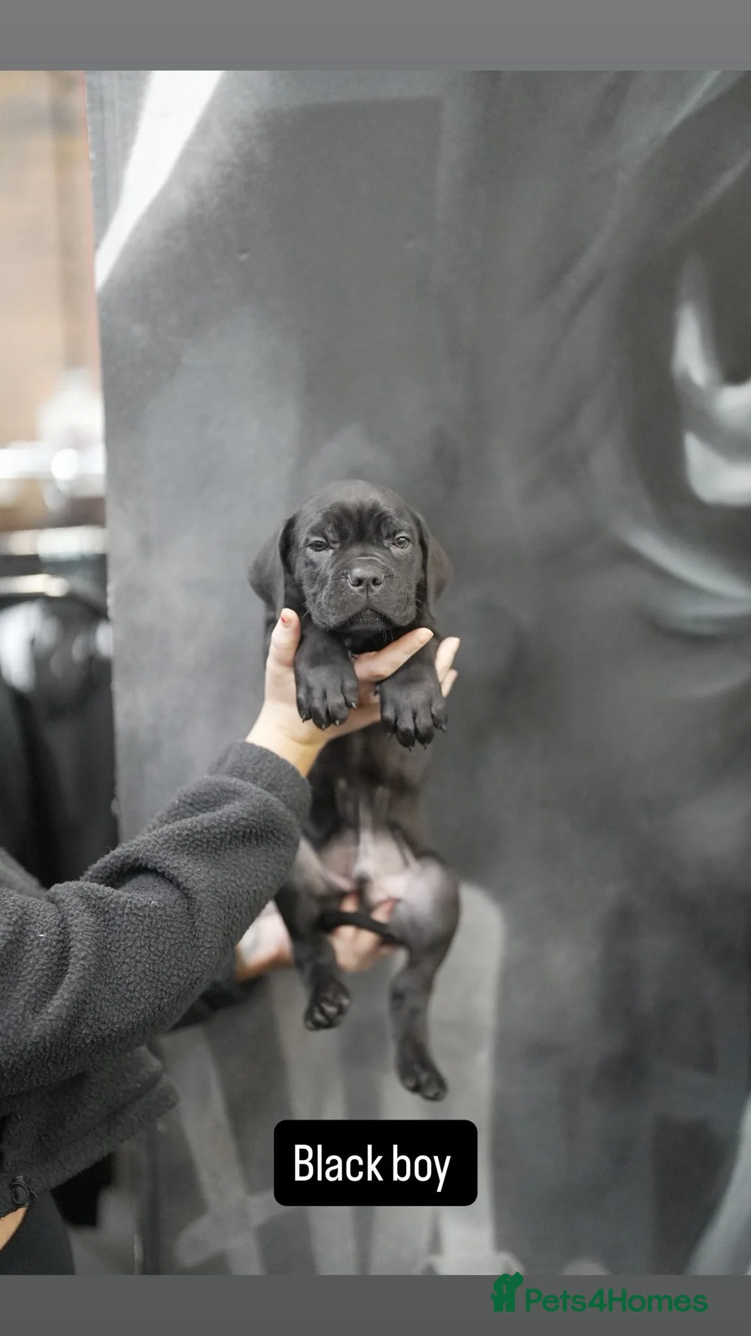 Cane Corso dogs for sale: Cane corso pups  - Advert 1