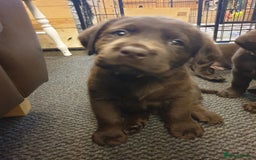 Labrador Retriever dogs for sale: Chocolate Labradors by FLASHMOUNT TENOR of TAGABEA - Image 10