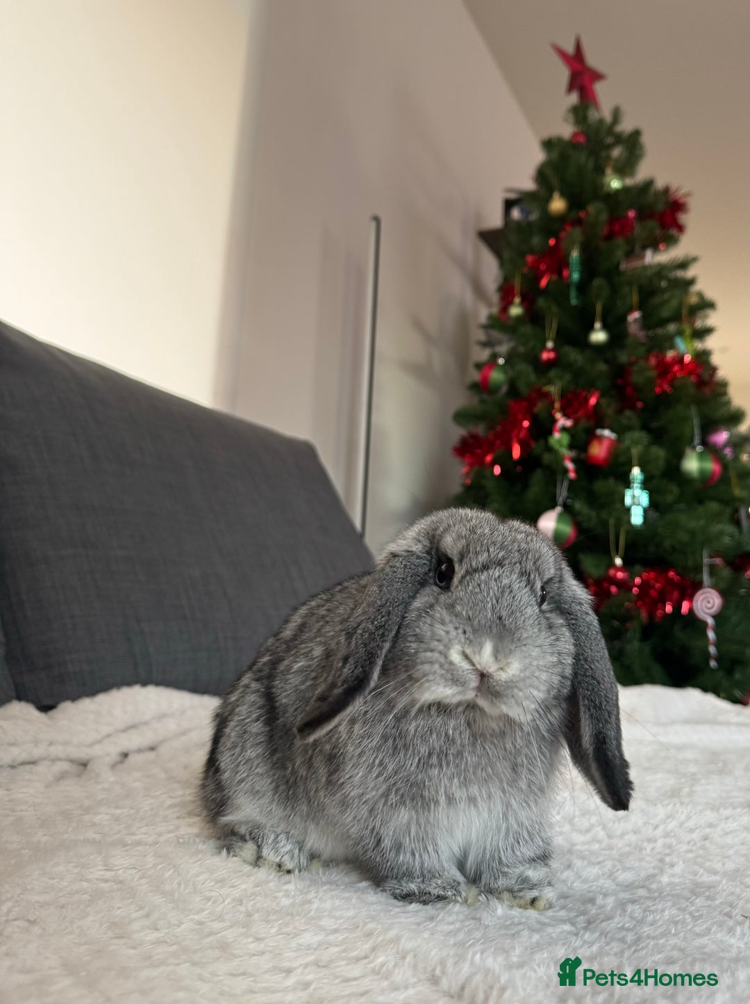 Mini Lop rabbits for sale: Lovely Mini Lop looking for loving family - Advert 5