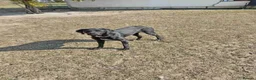 Pointer dogs for adoption: Donna – Beautiful English Pointer Cross - Advert 12