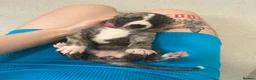 Mixed Breed dogs for sale: Beautiful Whippet/Greyhound Puppies - Advert 18