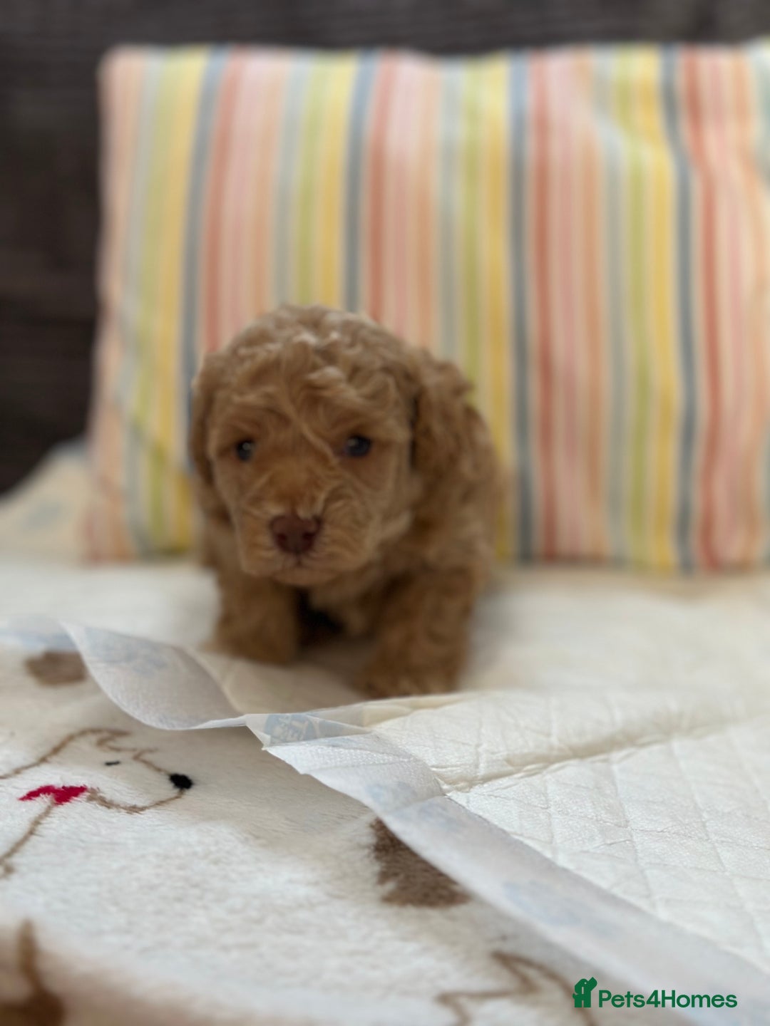 Toy Poodle dogs for sale: Tiny toy poodle boys  - Advert 30