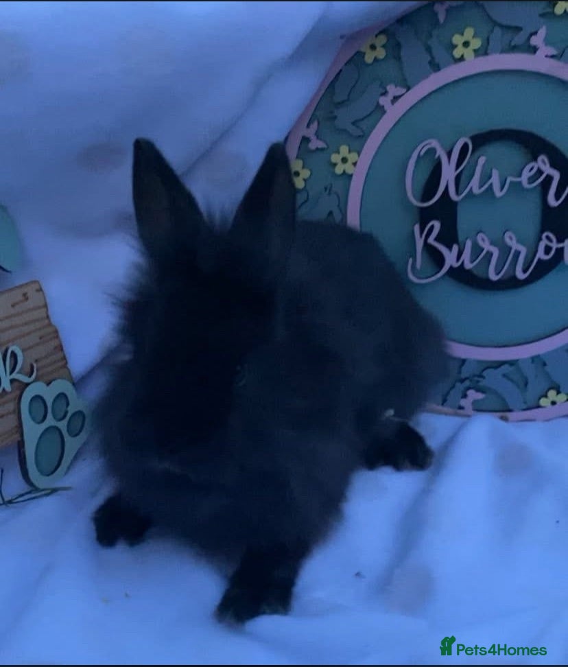 Lionhead rabbits Beautiful black lionhead babies for sale - Advert 1