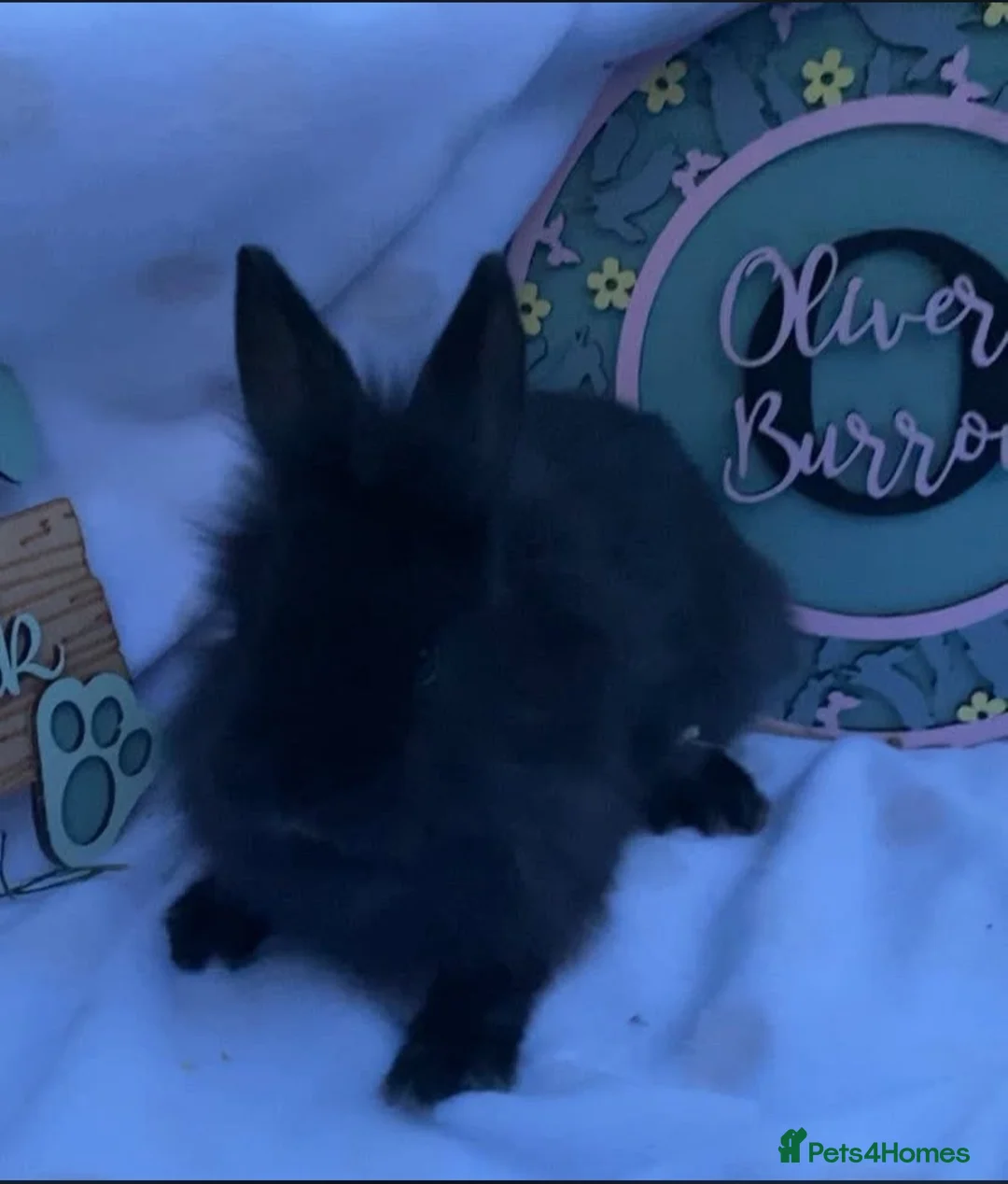 Lionhead rabbits for sale: Beautiful black lionhead babies for sale - Advert 4