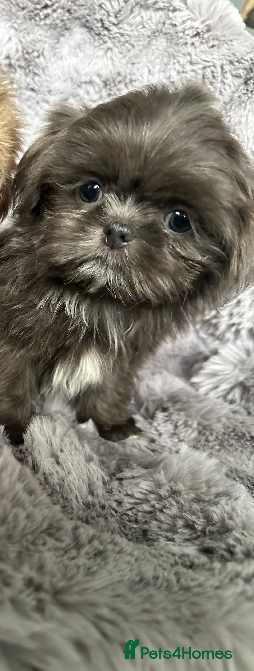 Shih Tzu dogs for sale: IMPERIAL PUPPIES READY NOW - Image 5