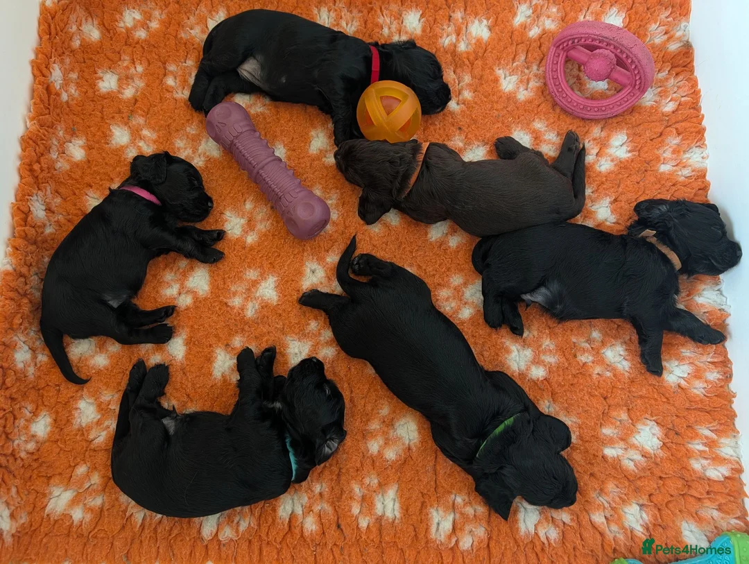 Cocker Spaniel dogs for sale: Health Tested Cocker Spaniel Puppies - Advert 2