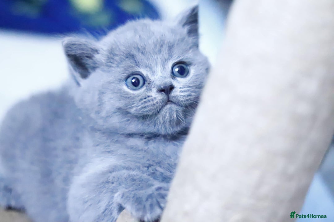 British Shorthair cats for sale: GCCF champ bloodlines Bsh - Image 17