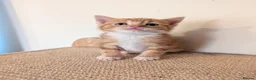 Mixed Breed cats for sale: Gorgeous kittens looking for forever homes - Advert 4