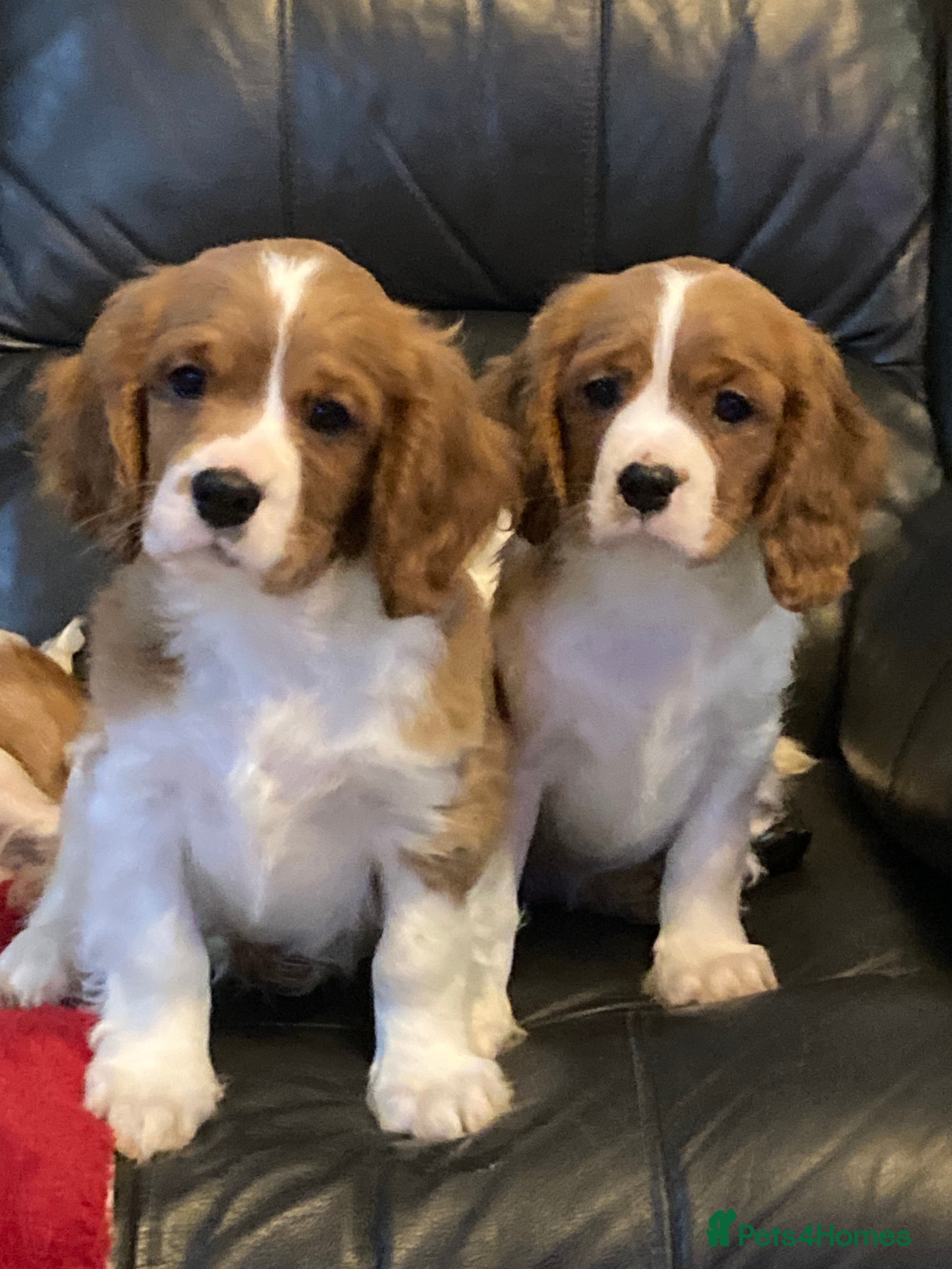 Cavalier King Charles Spaniel dogs Gorgeous cavalier puppies - Advert 10