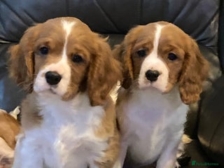 Cavalier King Charles Spaniel dogs Gorgeous cavalier puppies - Advert 10