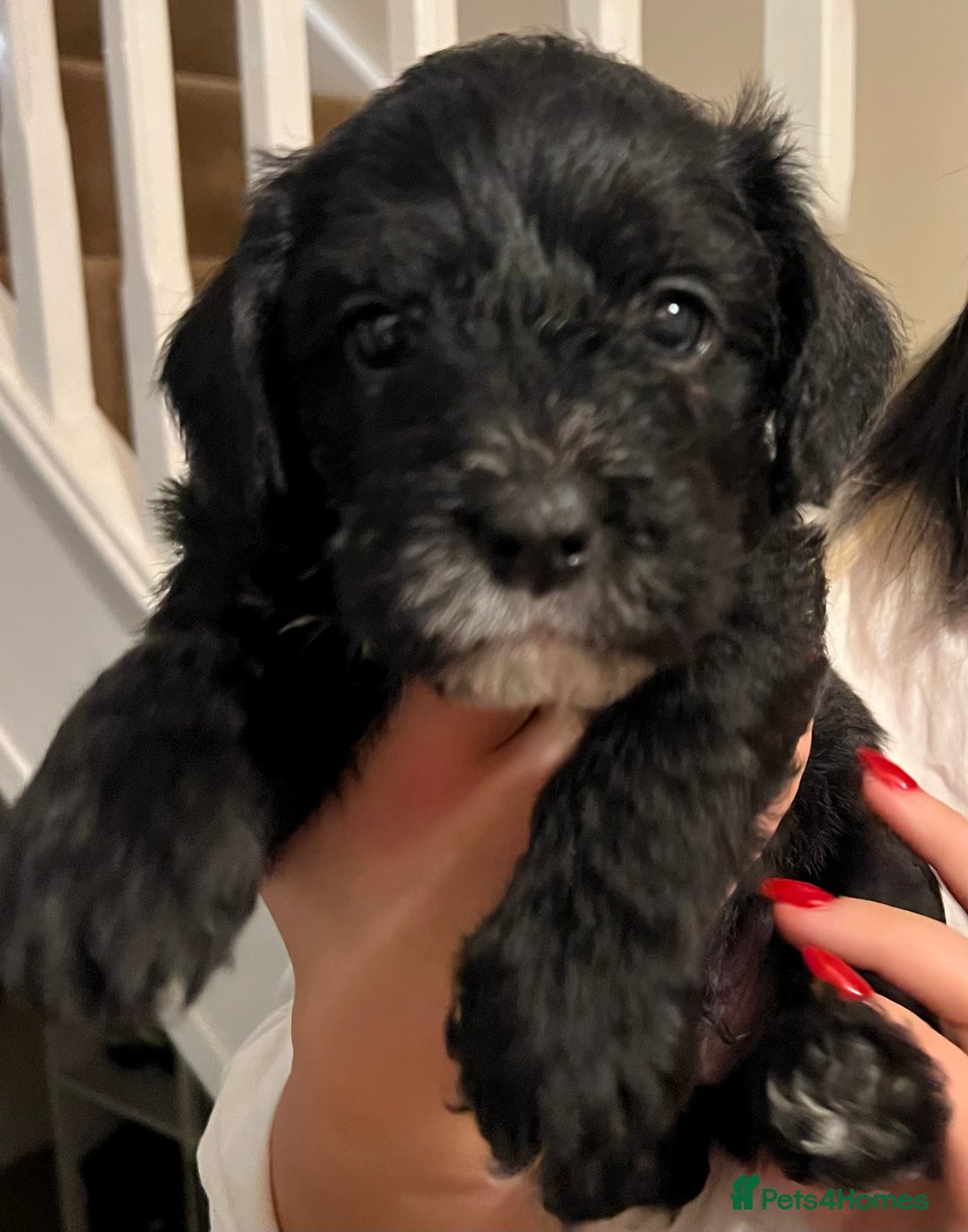 Mixed Breed dogs for sale: Meet our Beautiful Little Frockers ! - Image 16