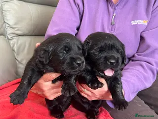 Goldador dogs Stunning Goldador Puppies - Advert 9