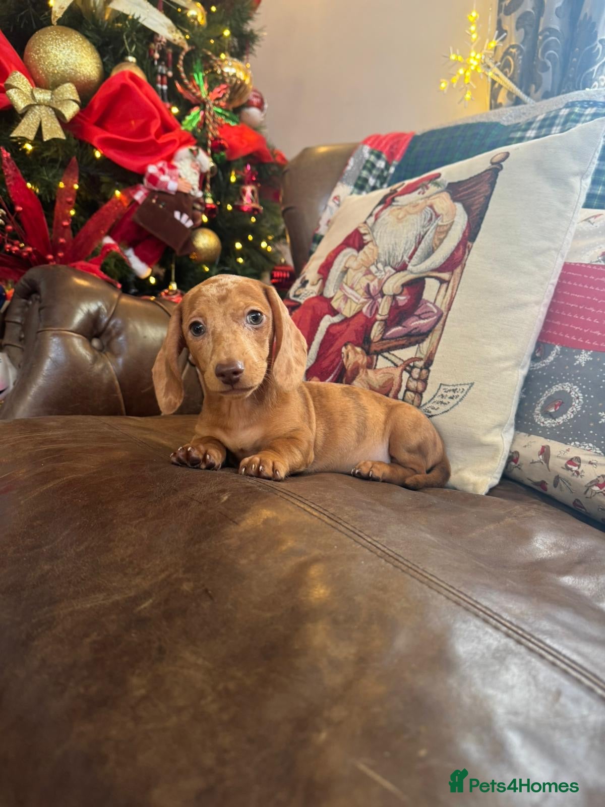 Miniature Dachshund dogs Miniature Dachshund Puppies  - Advert 8