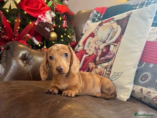 Miniature Dachshund dogs Miniature Dachshund Puppies - Advert 4