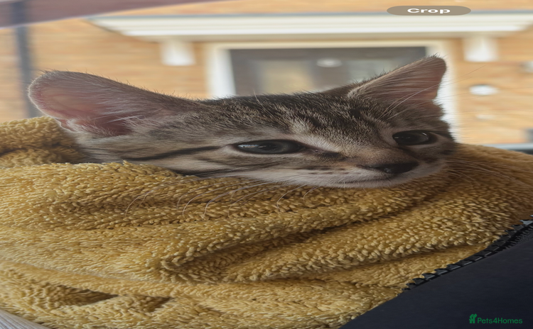 Mixed Breed cats - Advert 1