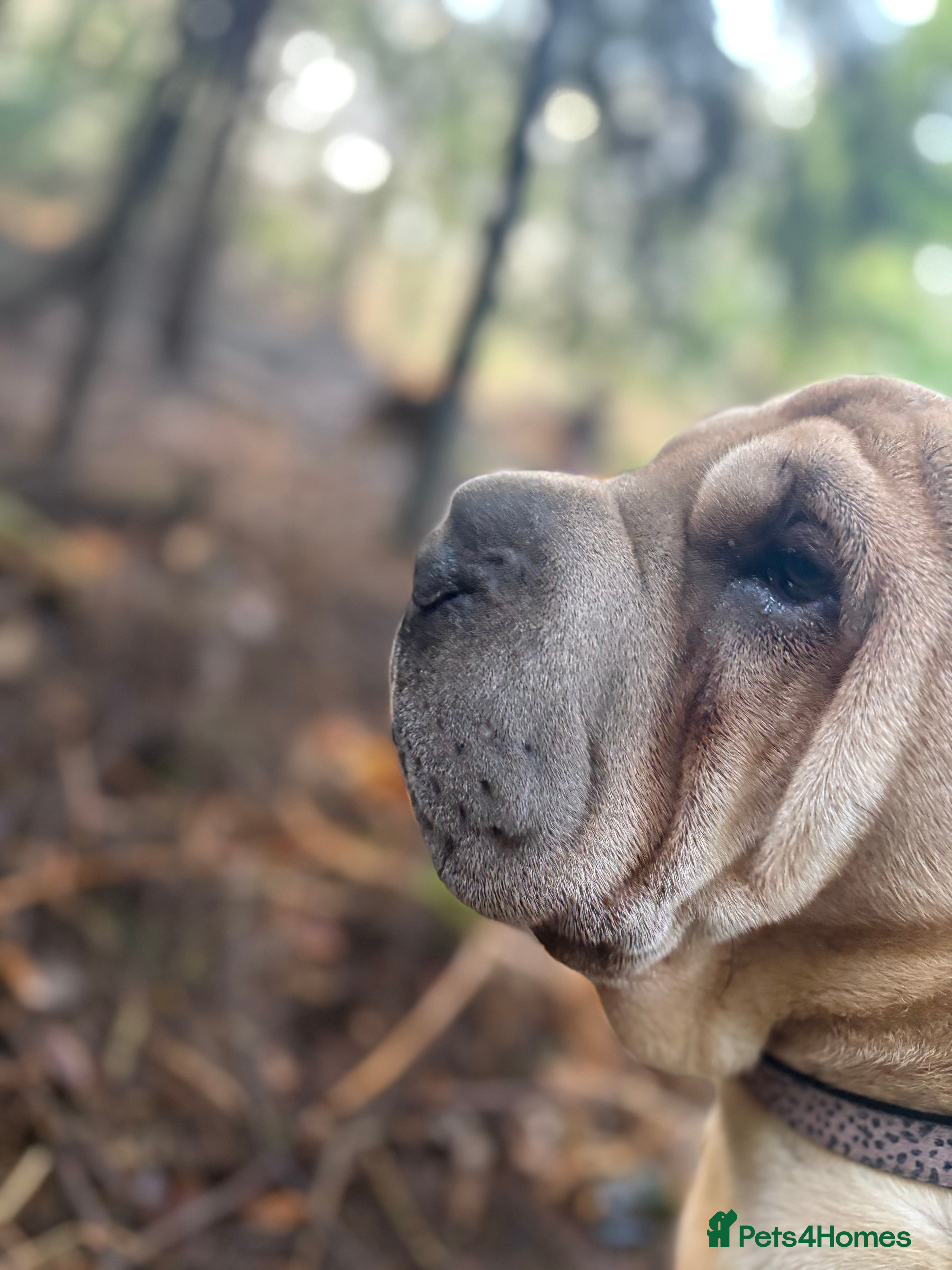 Shar Pei dogs Stunning rare Shar-Pei puppies  - Advert 4