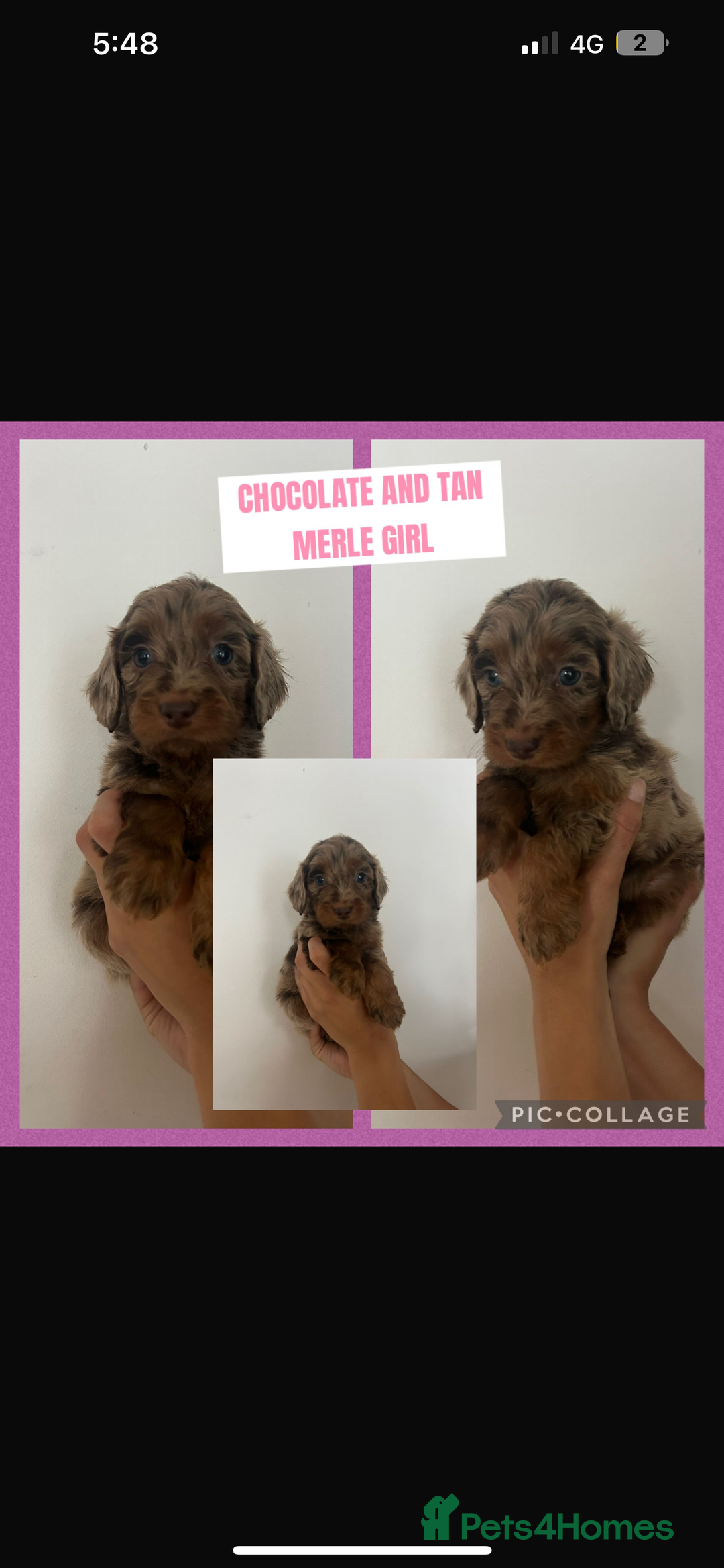 Cockapoo dogs for sale: F1 Merle Cockapoo’s - Image 10