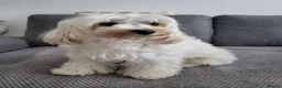 Maltipoo dogs for sale: Gorgeous tiny MALTIPOO 7 weeks 3 boys & 1 girl in Milton Keynes - Advert 9