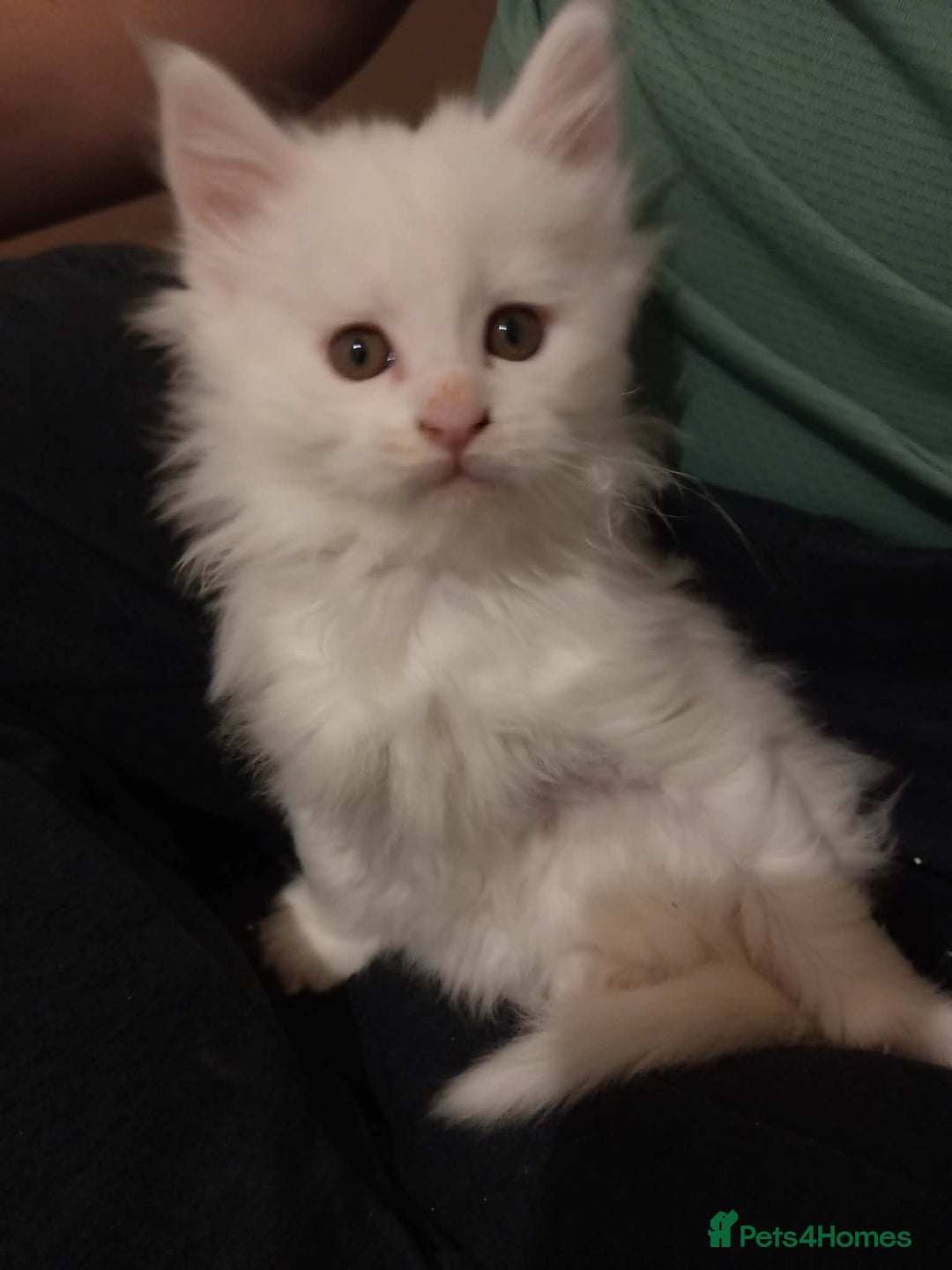 Maine Coon cats for sale: Maine coon kittens for sale - Advert 12