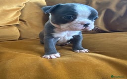 Boston Terrier dogs for sale: Exceptional Blue Boston Terrier Puppies 💙🐾 - Image 31
