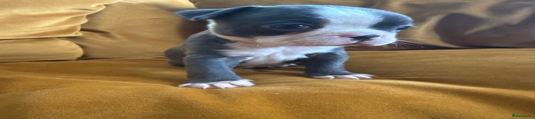 Boston Terrier Puppy 3