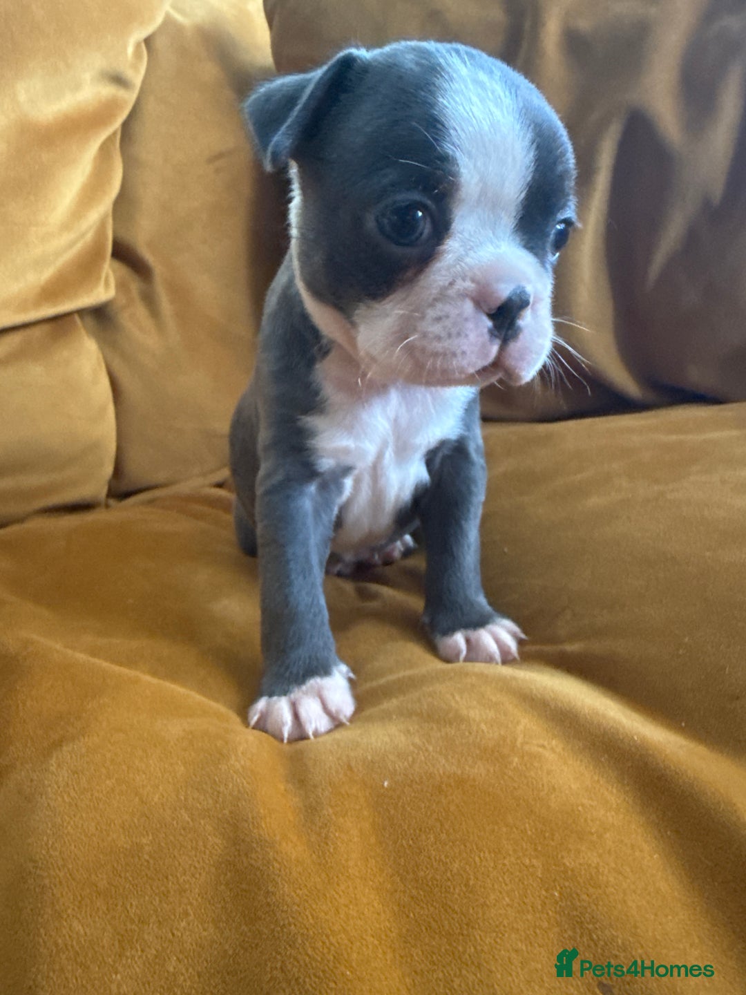Boston Terrier dogs for sale: Exceptional Blue Boston Terrier Puppies 💙🐾 - Image 31
