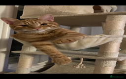 Mixed Breed cats for sale: 2 male ginger and white tabby female for adoption - Image 9