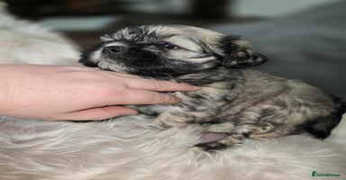 Mixed Breed dogs - Advert 2