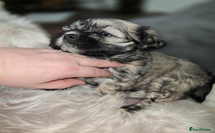 Mixed Breed dogs - Advert 4