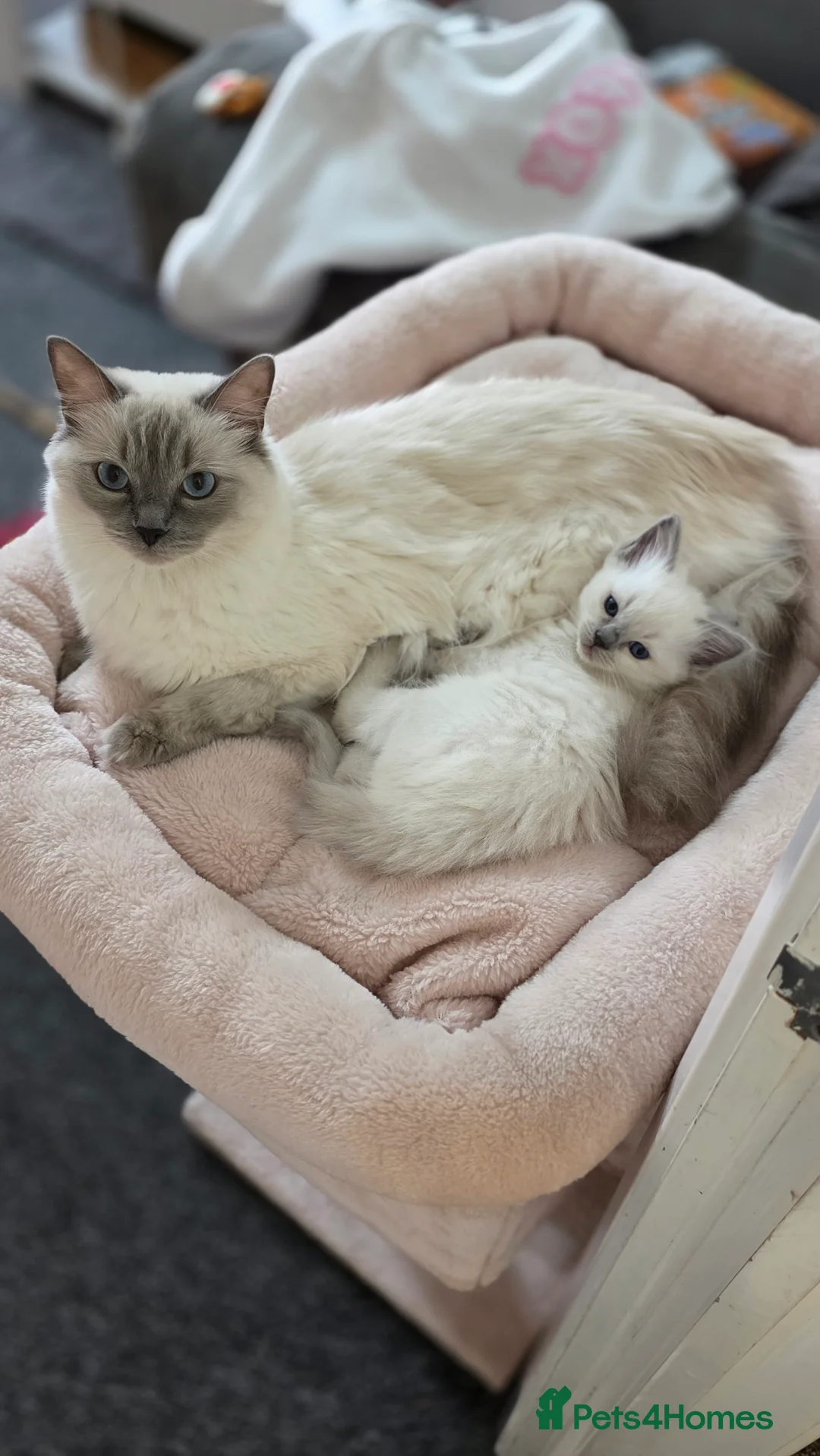 Ragdoll cats for sale: Blue point Ragdoll kittens for sale  - Advert 8