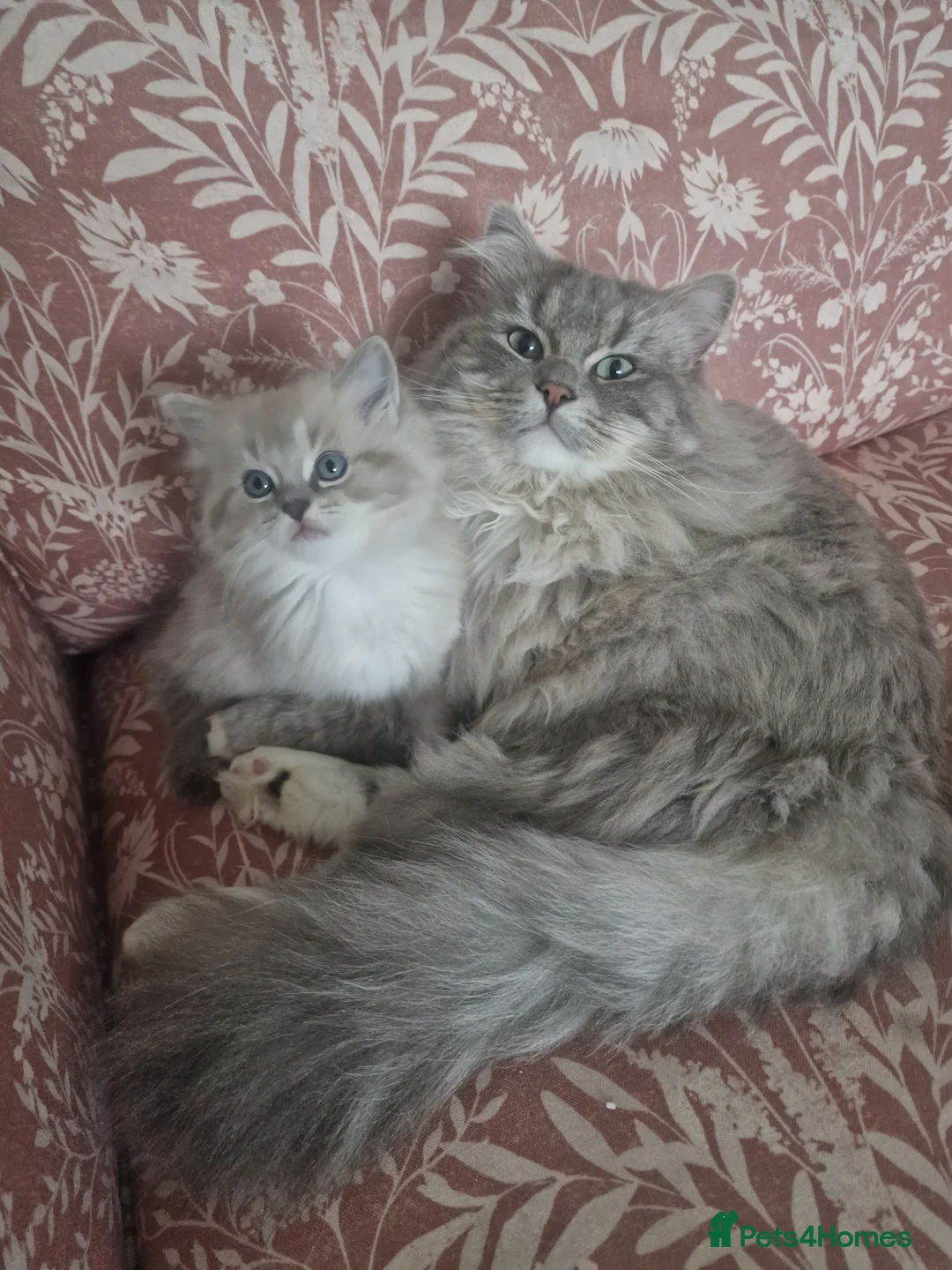 Ragdoll cats for sale: Mink ragdoll babies  - Advert 14