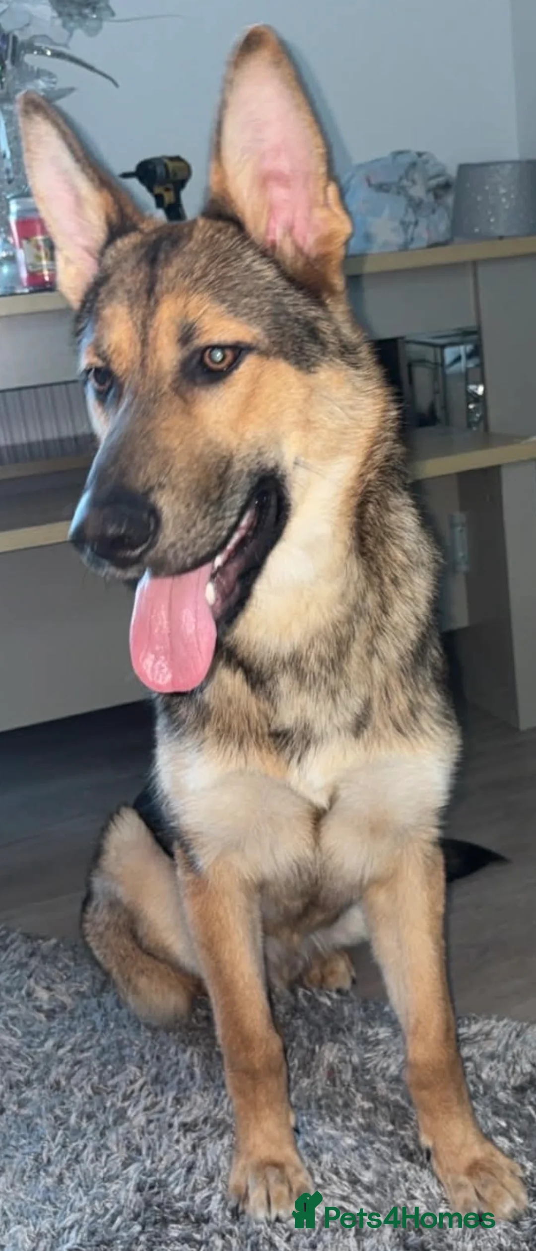 Mixed Breed dogs for sale: Miss Molly  - Advert 2