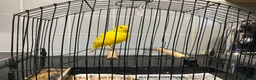 Canaries birds for sale: Fife canaries for sale - Advert 3