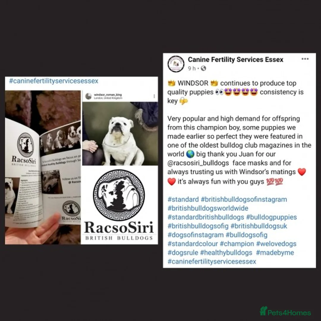 English Bulldog dogs for stud: Qualified Crufts20/21/22/23/24 Health Certificates in Slough - Advert 7